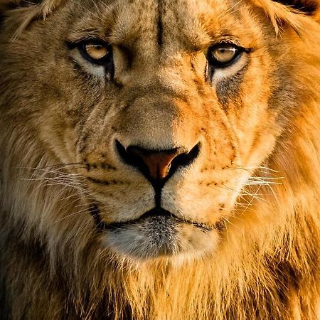 Lions Den - Zoo Accommodation Chester Exterior foto